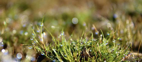 Close-up of dew drops on grass