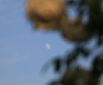 Low angle view of plant against blue sky