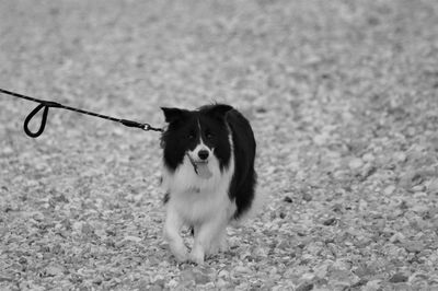 Dog walking in a field