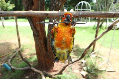 Close-up of parrot perching on tree