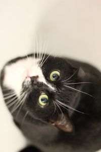 Close-up portrait of a cat