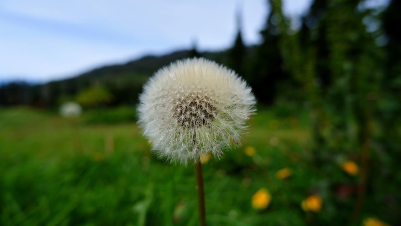 plant, flower, flowering plant, freshness, nature, beauty in nature, dandelion, growth, fragility, focus on foreground, close-up, no people, field, meadow, grass, flower head, inflorescence, land, day, prairie, sky, outdoors, wildflower, environment, plant stem, tranquility, landscape, green, white, grassland, springtime, macro photography