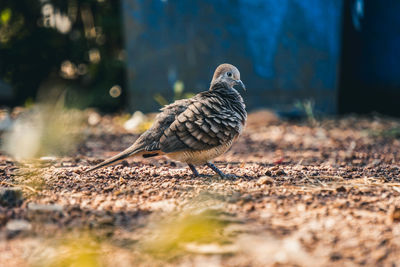 Close-up of bird perching on a field