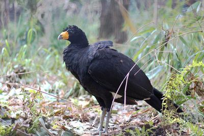 Black bird in a field