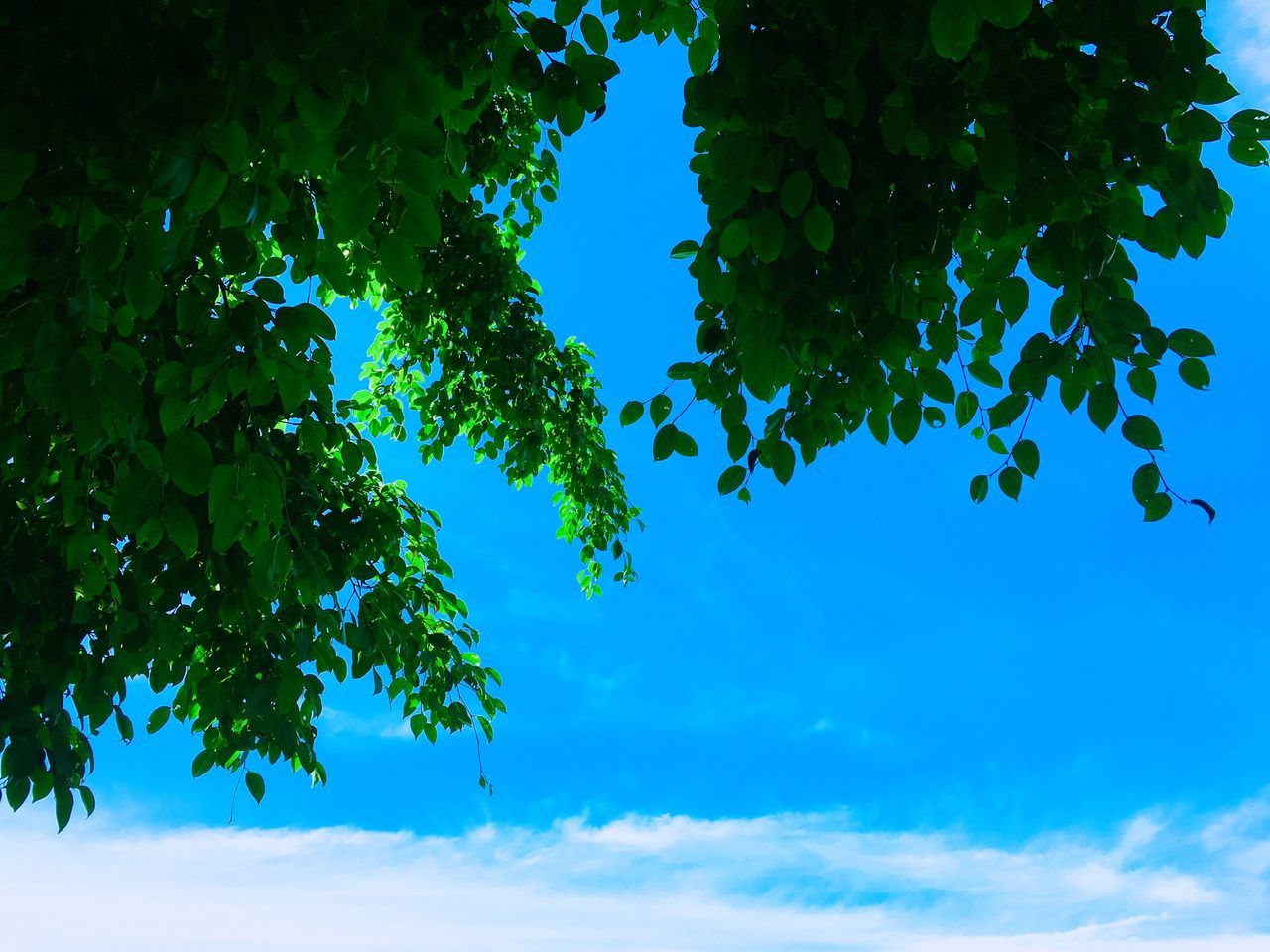 LOW ANGLE VIEW OF PLANT AGAINST BLUE SKY