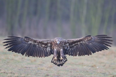A white-tailed eagle landing