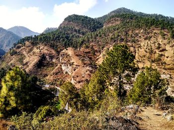 Plants growing on land against sky