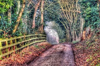 Dirt road amidst trees in forest