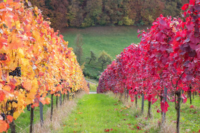 Scenic view of flowering trees on field during autumn