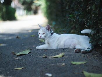 Cat resting on street