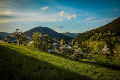 Scenic view of field against sky