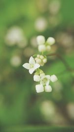 Close-up of white flowers blooming outdoors