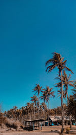 Palm trees on beach against clear blue sky