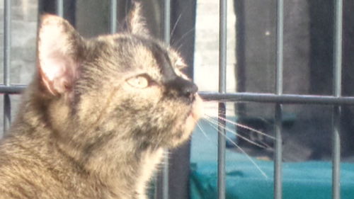 Close-up of cat by window