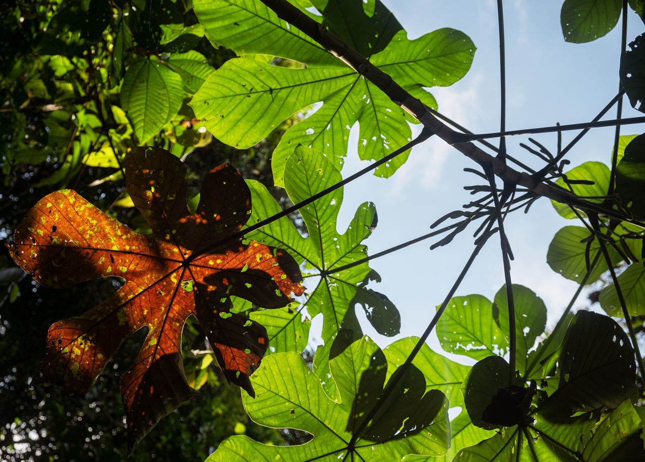 LOW ANGLE VIEW OF LEAVES ON TREE AGAINST SKY