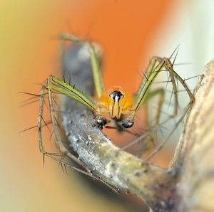 Close-up of spider