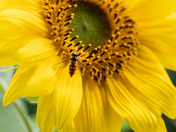 Extreme close-up of bee pollinating on sunflower