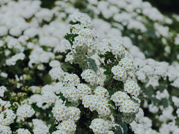 Close-up of white flowering plant