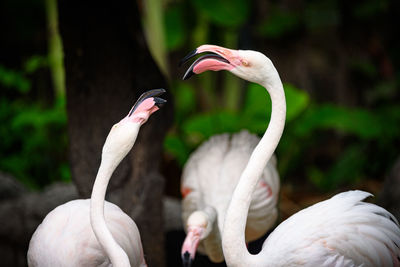 View of birds