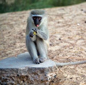 Monkey sitting eating outdoors