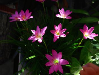 Close-up of pink flowering plants