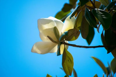 Low angle view of fruit against blue sky