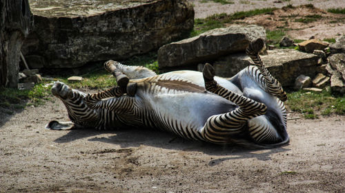 Zebras on rock in zoo