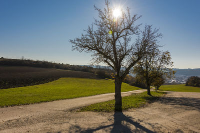 Tree on field against clear sky