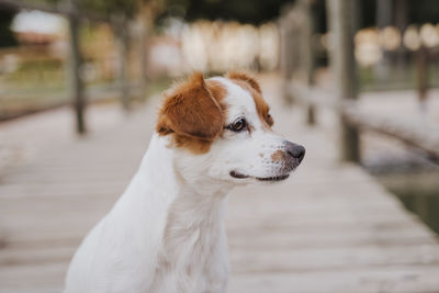 Close-up of a dog looking away