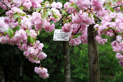 Close-up of pink cherry blossom tree