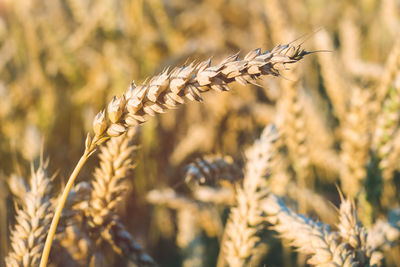 Close-up of wheat plant