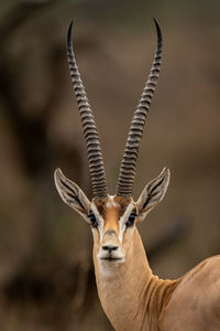 Close-up of male grant gazelle watching camera