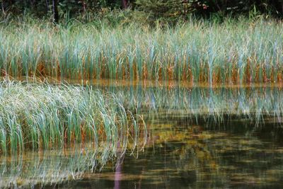 Reflection of plants in lake