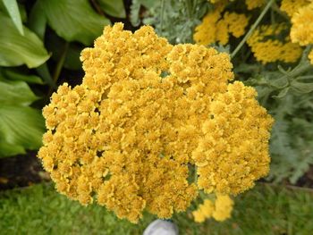 Close-up of yellow flowers