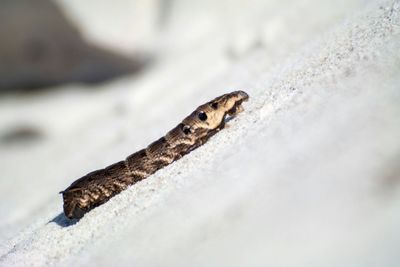 Close-up of an animal