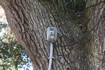 Close-up of tree trunk