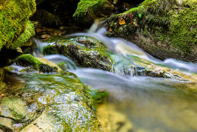 Scenic view of waterfall in forest