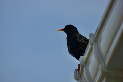 Low angle view of bird perching against clear sky