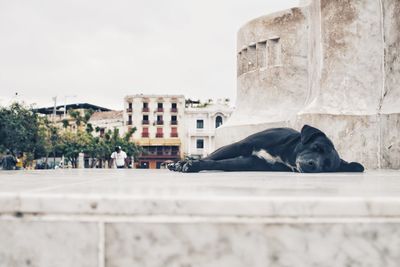 Dog sleeping on floor in city