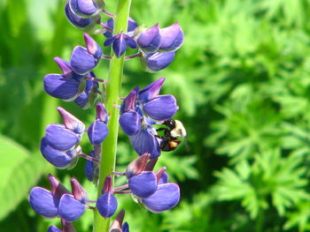 Close-up of bee on purple flowering plant