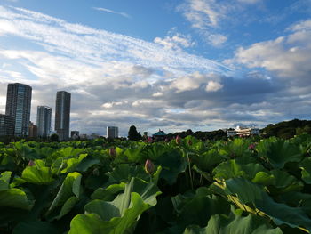 Lotuses growing in city against cloudy sky