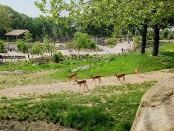 Deer in a field