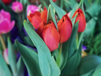 Close-up of red tulip