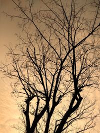 Low angle view of silhouette bare tree against sky at sunset