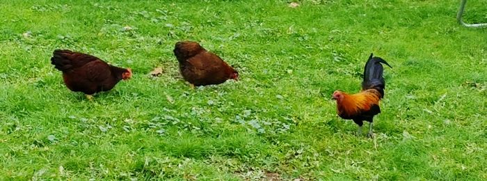 Rooster on field