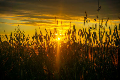 Sunset in the field with ears of wheat. beautiful summer landscape.