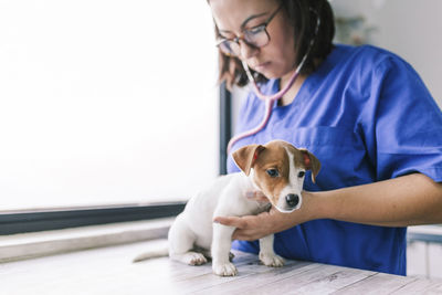 Close-up of veterinarian examining dog at hospital