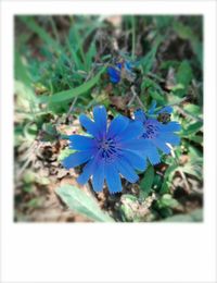 Close-up of blue flowers growing on field