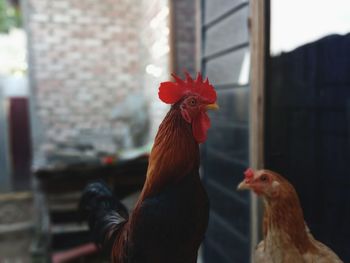 Rooster and hen portrait