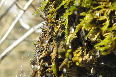 Close-up of moss on tree trunk